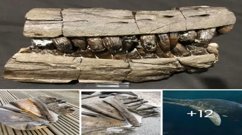 Amazing Found: Fossil Hunters Discover Gigantic Jaws and Teeth of 180-Million-Year-Old Ichthyosaur, the Predatory Sea Reptile in Holderness, Yorkshire