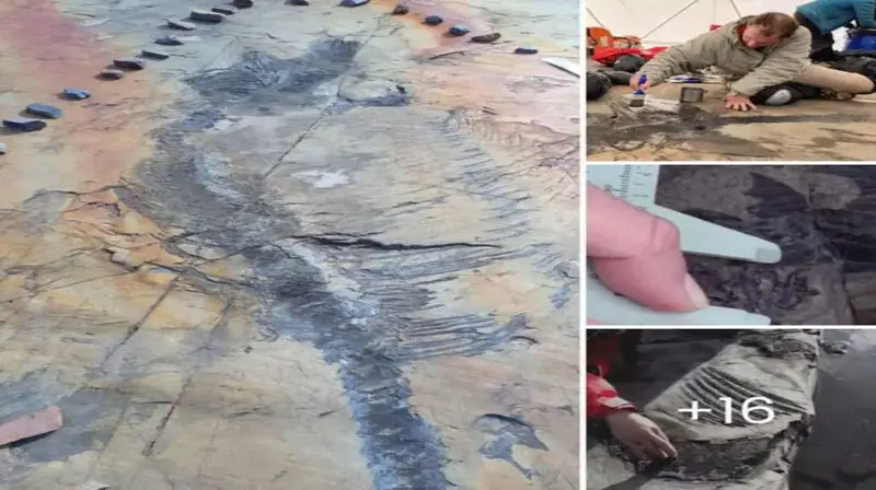 Extraordinary Find: Melting Glacier Reveals Fossil of 13-Foot Pregnant Ichthyosaur, Embryos Intact, Unearthed in Patagonia, Chile