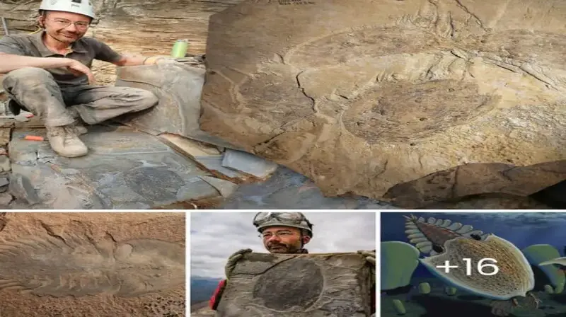Ancient Marvel: Scientists Unearth 506-Million-Year-Old Fossil of Giant ‘Mothership’ Creature in the Rocky Mountains