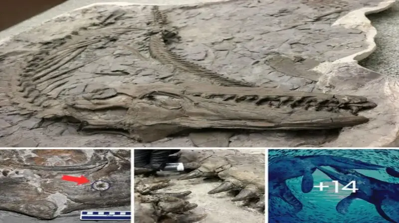 Fossil Unveils Ancient Sea Monster Battle: Unusual Find Sheds Light on Prehistoric Underwater Clashes