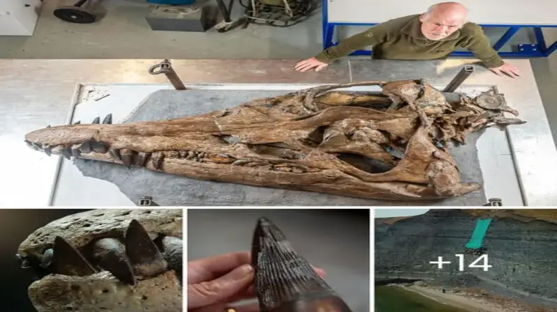 Gigantic Pliosaur 2-Meter Skull Unearthed on Dorset’s Cliffs, Revealing the T-rex of a Sea’s Mighty Presence. Paleontologist Revealed How Dangerous was This Mission.