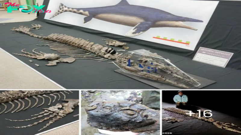 Oceanic Nightmare: The Reign of the Japanese Mosasaur Unleashed 72 Million Years Ago in the Pacific Seas. The Most Complete Mosasaur Fossil Ever Found in Japan
