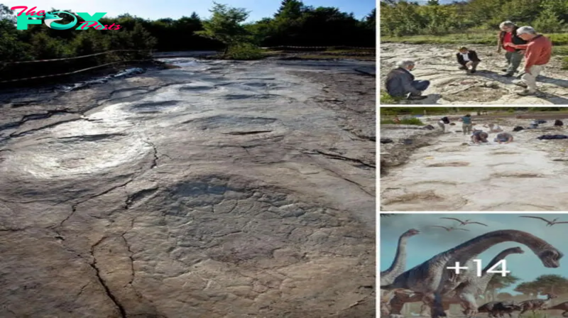 Tracing Giants: Discovery of the World’s Longest Dinosaur Trackway Unveils the 35-Meter Journey of a Majestic Sauropod