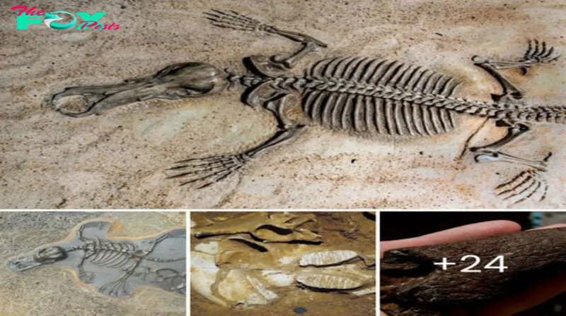 jаw-Dropping Revelation: Unearthing foѕѕіɩѕ from 350 Distinct Mammal ѕрeсіeѕ, Spanning 11.5 Million Years!