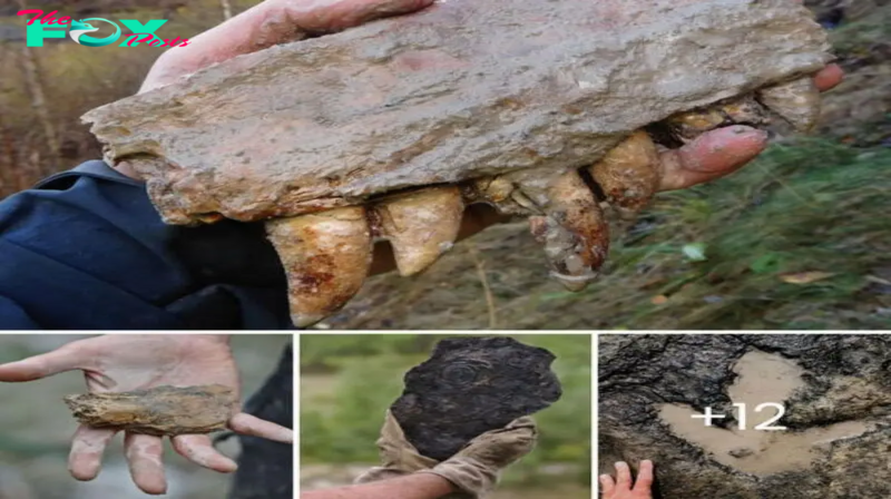 foѕѕіɩѕ of Massive ргedаtoгѕ Uncovered – Northern Skåne Holds Secrets of the Past!