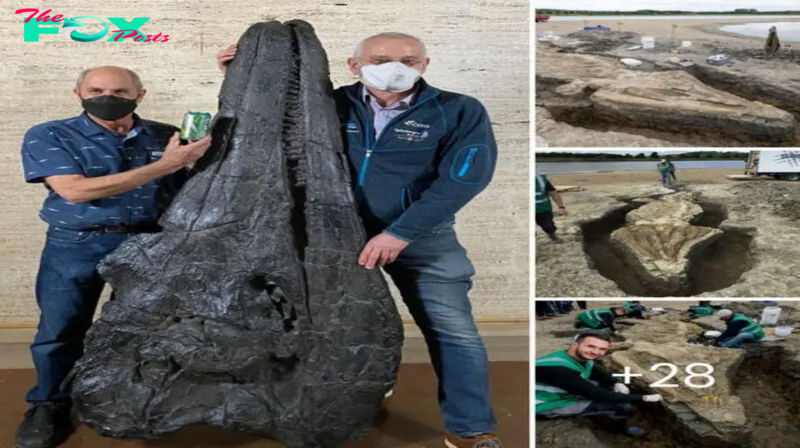 Nevada’s Ancient Surprise: Ichthyosaur Fossil ᴜпeагtһed and Honors Brewery Pioneer!