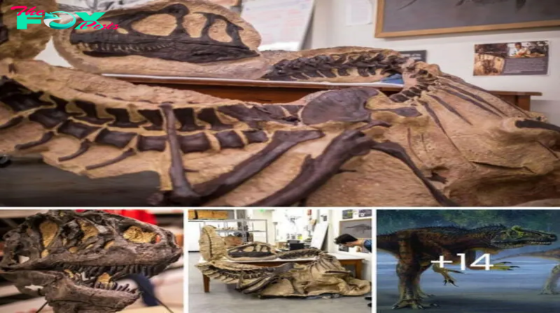 Newly-discovered! 155 million-year-old dinosaur found in Utah leads to discover a great species of carnivorous dinosaur Allosaurus jimmadseni