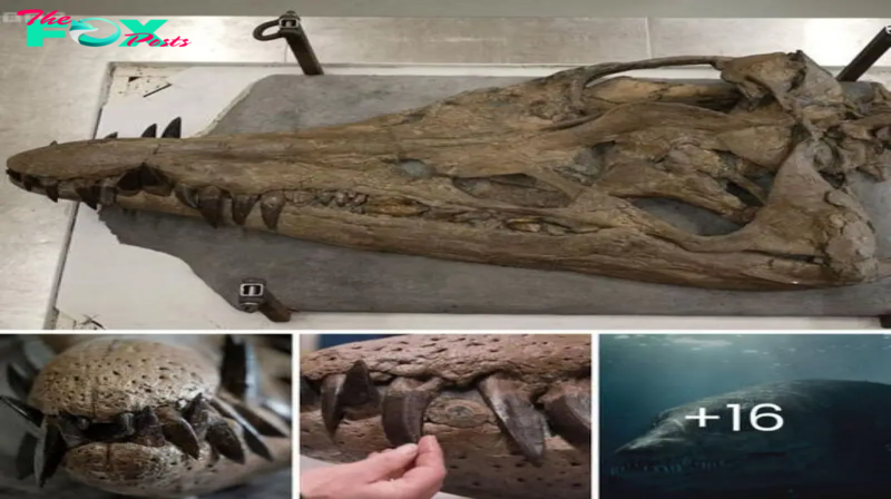 The discovery of a pliosaur on the Jurassic Coast is stirring excitement, as it’s “very likely a new species,” adding a thrilling chapter to our knowledge of prehistoric marine reptiles and their evolution