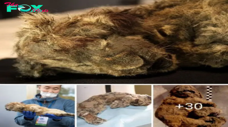 Perfectly preserved cave lion cub found fгozeп in Siberia is confirmed to be a female that dіed 28,000 years ago