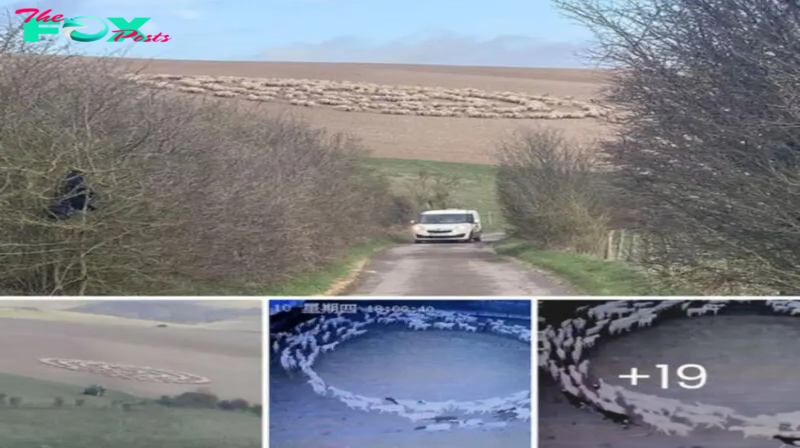 Mysterious Phenomenon: Hundreds of Sheep Seen Silently Walking in ‘Unnerving’ Circle Formation in Many Places All Over The World. Alien Intelligence Controls Sheep?