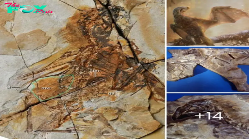 Mythical Reality: Fossil Unearths Bat-Winged Dinosaur ‘Ambopteryx’ Revealing Ancient Aerial Marvel in China’s Paleontological Revelation