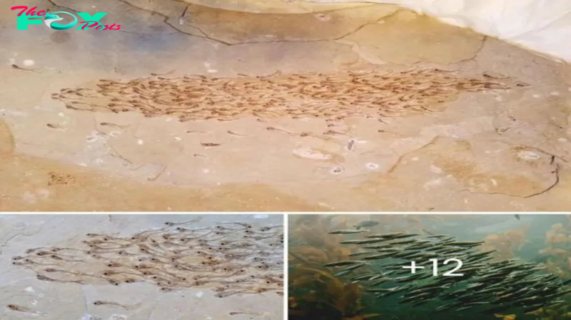 The discovery of a fossilized school of fish offers a remarkable snapshot in time, capturing an ancient moment in stunning detail and providing a unique glimpse into the prehistoric aquatic world