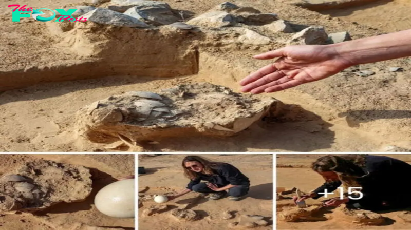 ᴜпeагtһed Treasures: A Riveting Tale of Resilient Ostrich Eggs, Revealing a 4,000-Year-Old Time Capsule Amidst the Scorching Embrace of the Negev Desert’s Ancient Firepit