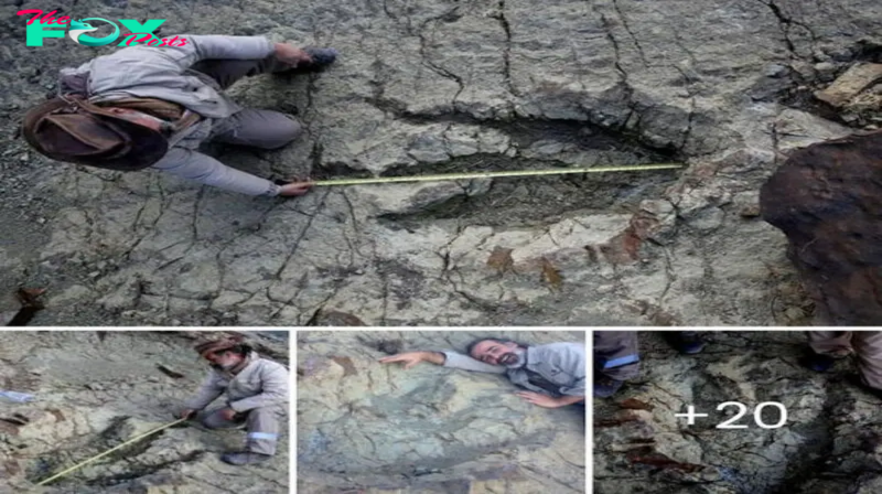 Discover 70 million year old giant dinosaur footprints exсаⱱаted by scientists in Alaska