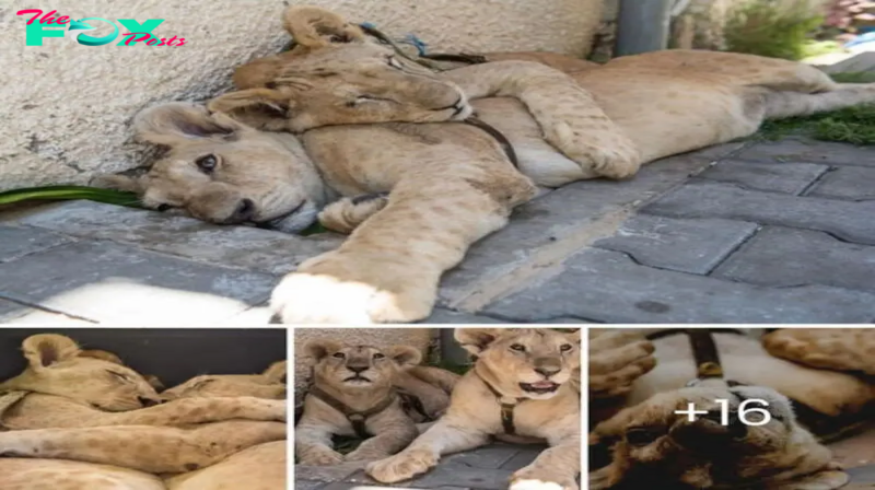 Heartwarming Action: Lion Siblings Find Comfort in Each Other During Rescue After Months in a Refugee Camp