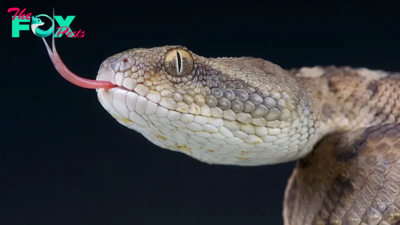 10 of the most venomous snakes on the planet
