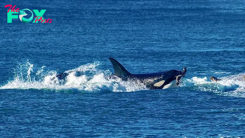 How often do orcas attack humans?