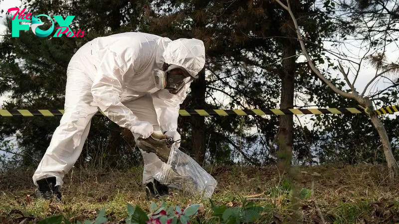 'Microbiome of death' uncovered on decomposing corpses could aid forensics