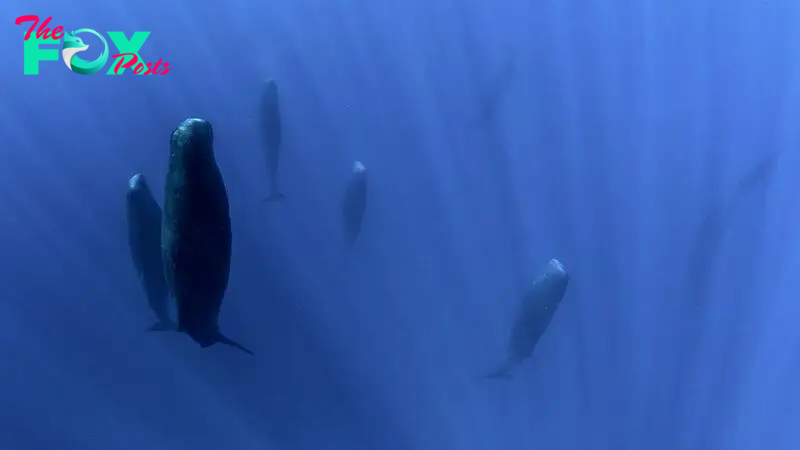 How do marine mammals sleep underwater?