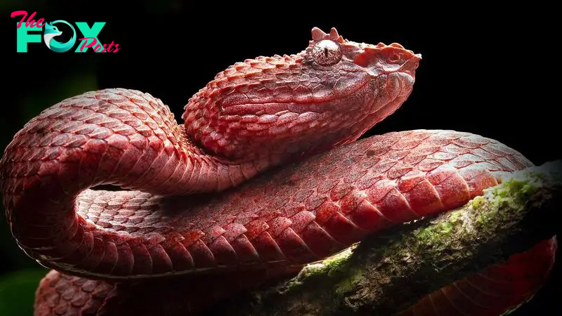 Snakes are built to evolve at incredible speeds, and scientists aren't sure why