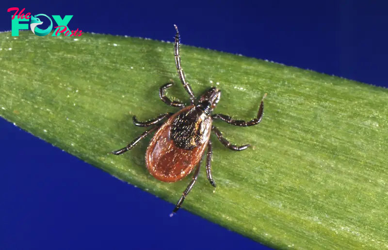 Lyme Disease Cases Rose By Almost 70% in the U.S.