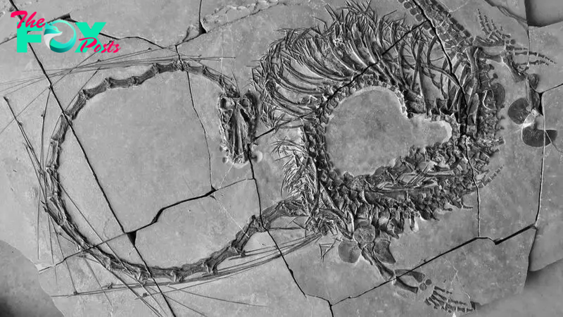 Stunning 240 million-year-old 'Chinese dragon' fossil unveiled by scientists