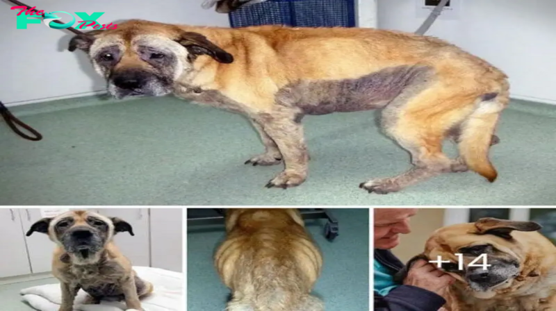 Christmas Miracle: Abandoned Elderly Dog, Once Hopeless, Discovers Love and a Forever Home in the Nick of Time