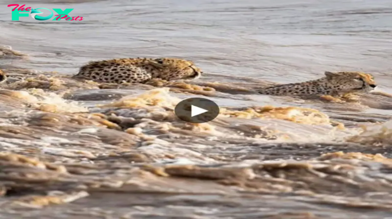 Rare Sighting Of Five Cheetah Brothers Swimming Across Flooded River In The Masai Mara