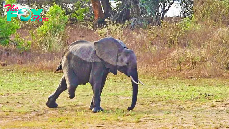 The three-legged elephant is full of energy, overcoming difficulties to survive in the natural world /b