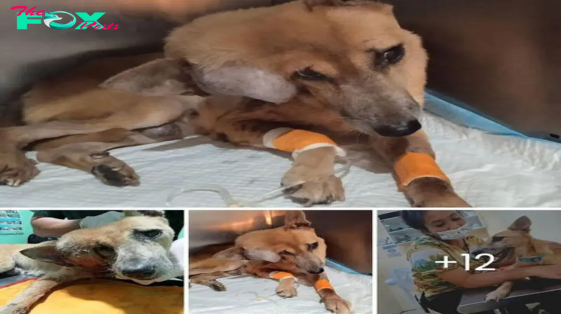 Tearful Journey of Neglected Dog Enduring Massive Tumor, Facing Heartbreaking Ordeal Without Care or Aid