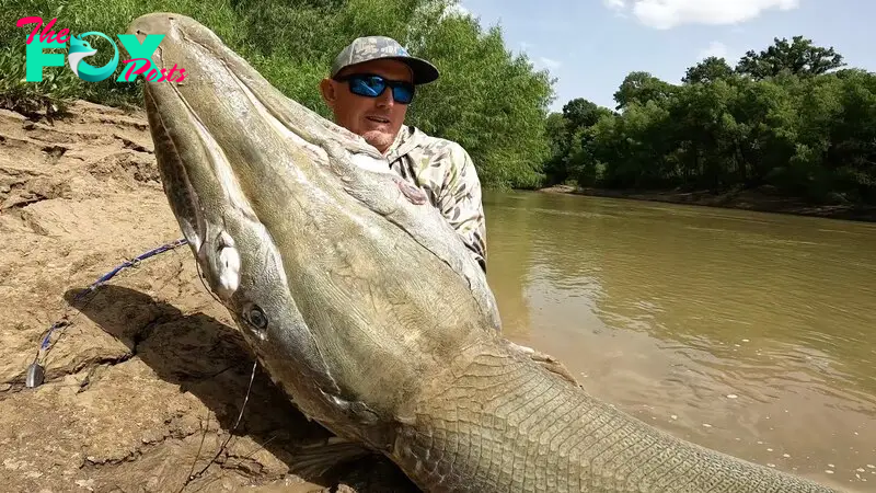 .Unbelievable! A man caught a gigantic monster measuring 10 feet long in a river in the U.S..D