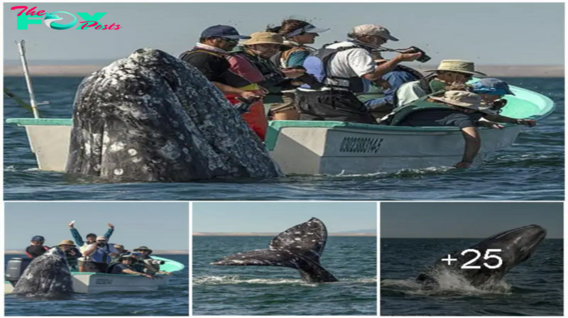 Hilarious Moment: Sneaky Whale Pops Up Behind Sightseers As They Look the Wrong Way