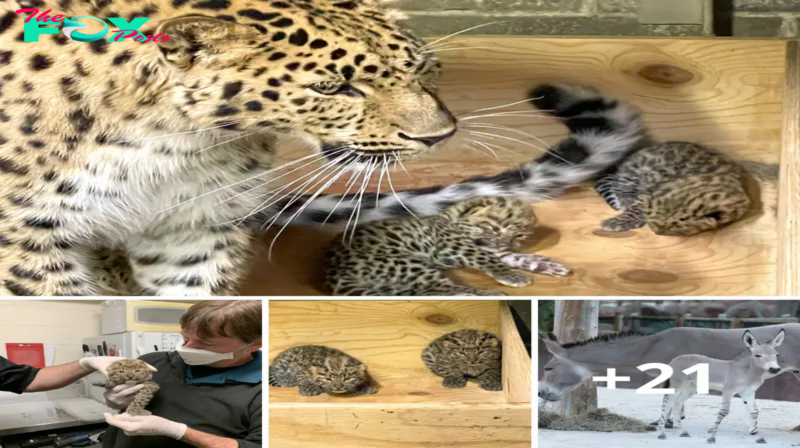 Lamz.Beyond Adorable: Saint Louis Zoo Welcomes Two Rare Leopard Cubs into the World