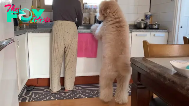 rin The online community delighted in viewing the video of the dog attentively carrying a bowl for his mother as she washed the dishes.
