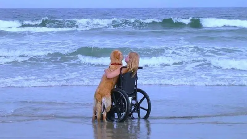 AH The unwavering determination of a loyal dog, pushing a wheelchair for over 3km to fulfill her disabled owner’s dream of reaching the sea, is captured in a touching video segment that profoundly resonates
