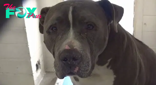 Viet..  “Moving Footage: Tearful Dog Abandoned by Family Tugs at Heartstrings in Shelter.”.. Viet