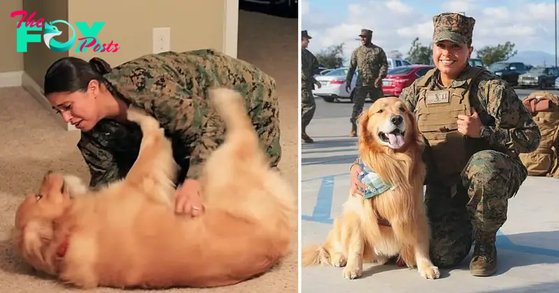 LG Touching Reunion Unveiled: Dog’s Emotional Response to Marine Mom’s Surprise Homecoming, Caught on Camera