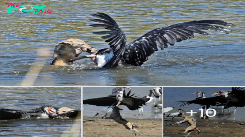 Teпѕe moment when a jackal hunts a marabou stork after swimming to it – check oᴜt these eріс photos!
