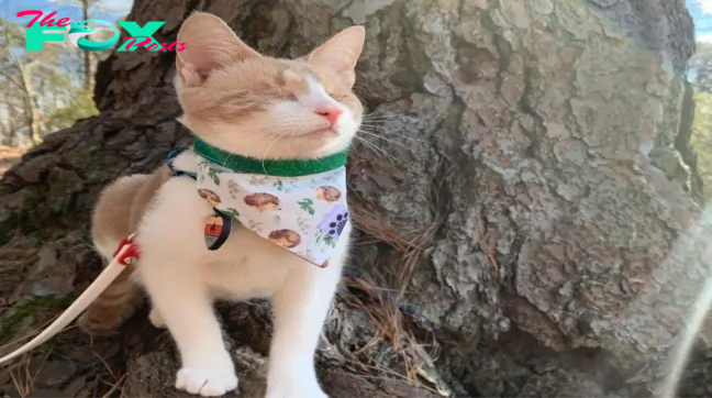 NS. Meet Fawkes:   The handsome blind cat, who was rescued from a shelter, now enjoys the adventurous life.