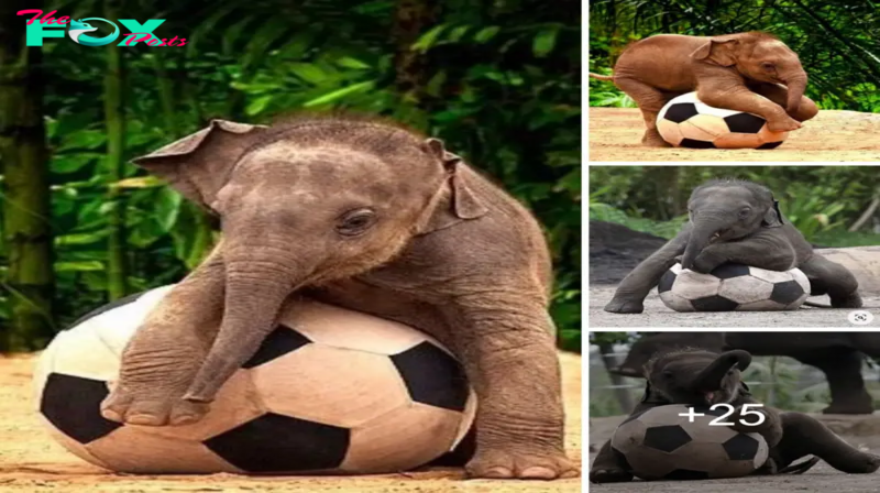Tiny Dynamo: Displaying the Remarkable Soccer ѕkіɩɩѕ of an Adorable Baby Elephant.sena