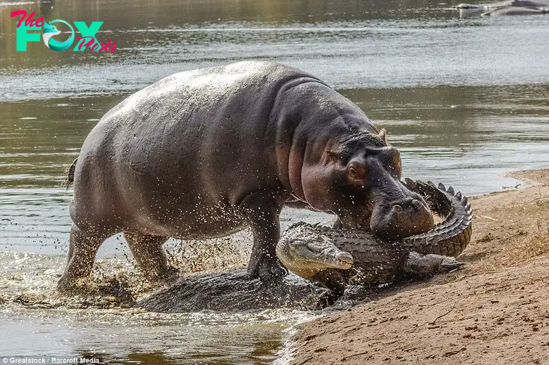 SAO. “Regretful Encounter: Crocodile Faces Painful Struggle in Hippo’s Jaws After Misjudging Proximity to Newborn Hippo – The Swamp King’s Mistake.”.SAO