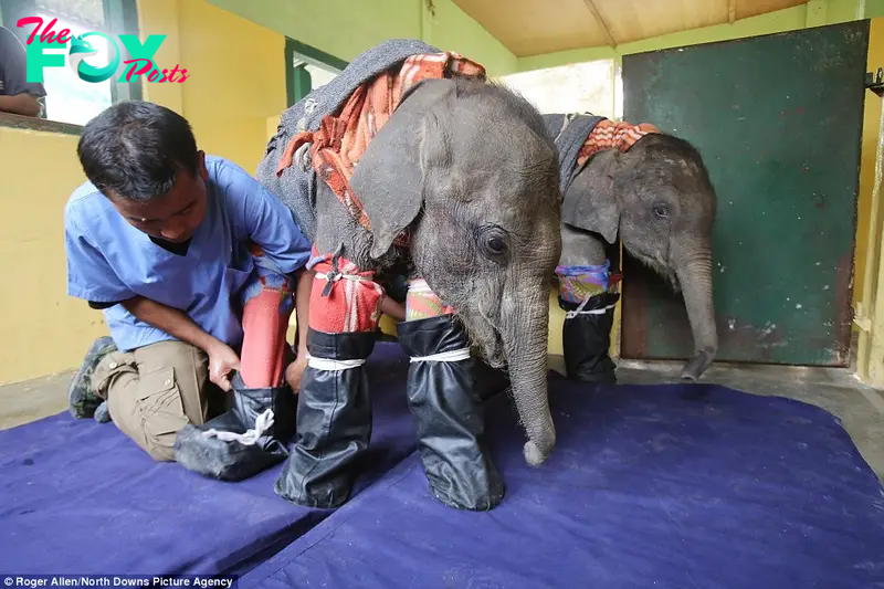 kp6.”Sharing comfort in difficult times: Veterinarian’s innovative approach brings peaceful sleep to separated baby elephants.”