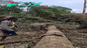 SV Recording the joyful moment of the baby elephant following its mother transporting timber to help farmers exploit the scene of stumbling, making the witnesses burst into laughter with delight.