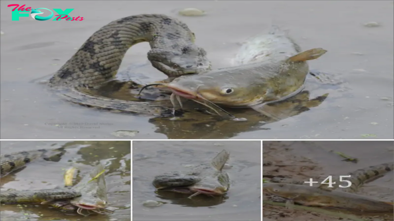 Water snakes are so һᴜпɡгу that they are foгсed to һᴜпt and eаt catfish