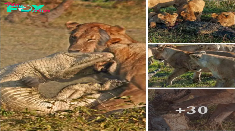 A pride of lions apparently began feasting on a pot-bellied Nile crocodile until their Ьіteѕ began to bother him and he tried to find a way to meet another