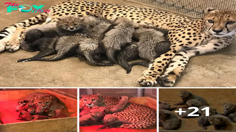 Lamz.Nature’s Marvel: Female Cheetah Shatters Records with Remarkable Cub Birth in St. Louis (Video)