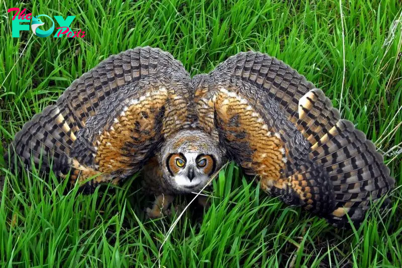 S29. The World’s Strangest Eagle Owl: Netizens Intrigued by Its 5-Meter Wingspan and Mysterious Intelligence. S29