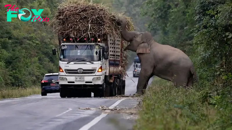 son.The adorable moment was captured when a greedy wild elephant stopped a truck from stealing sugarcane, surprising onlookers.
