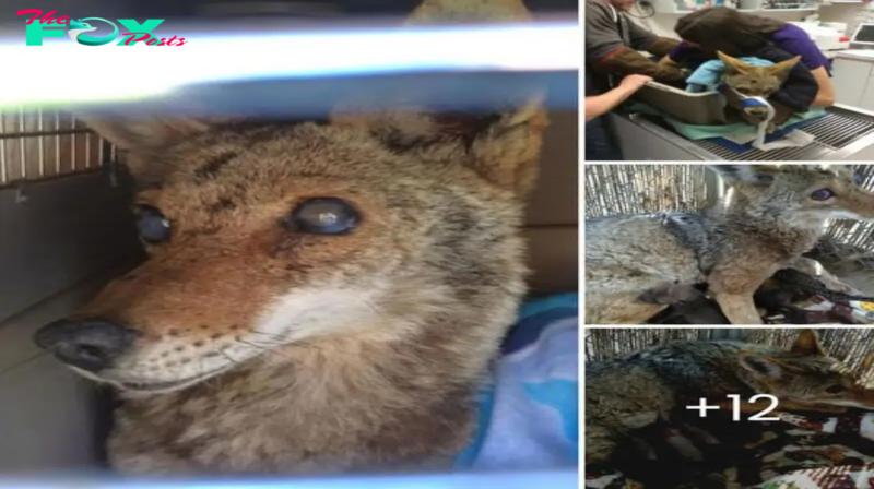 Against All Odds: Injured, Blind Coyote Defies Adversity, Surprising Rescuers with Heartwarming Recovery and Unyielding Spirit