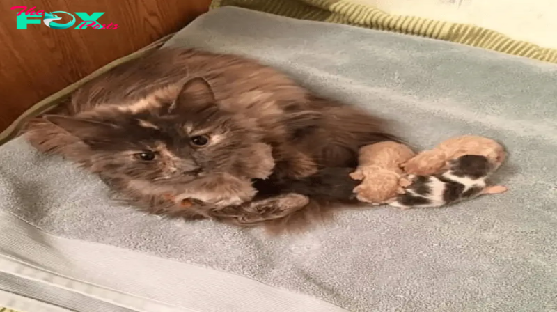 Cat Only Started Eating When She Had Her Kittens, This cat absolutely refused to eat until her kitten were safe
